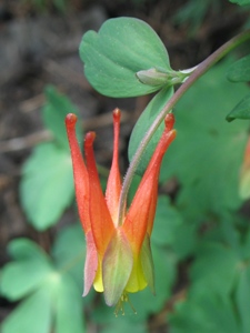 Aquilegia elegantula